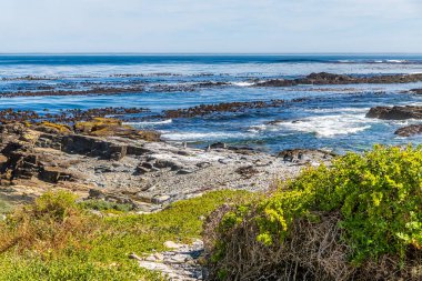 Güney Afrika 'da, Robben Adası' nın kuzey kıyısında, ilkbaharda denize açılan Penguenler 'den bir manzara