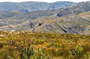 Swartberg Geçidi 'ndeki Kral Protea çiçeklerini geçtikten sonra Güney Afrika' daki Swartberg dağlarının sırtlarına doğru bir manzara.