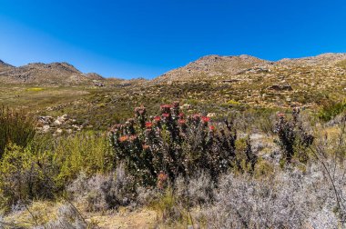 Güney Afrika 'daki Swartberg Geçidi' ndeki yolun yanındaki Kral Protea çiçekleri baharda Swartberg dağlarında görülür.