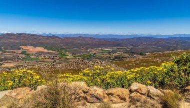 Güney Afrika 'da Swartberg Geçidi' nin yanındaki sarı Lang Jan çiçekleri baharda Swartberg dağlarında görülür.