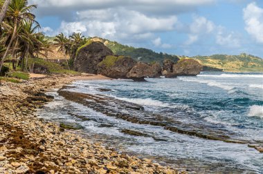 Ocak ayında Barbados 'un Atlantik kıyısındaki Bathsheba' da dalgalara doğru batıya bakan bir manzara aşındı.
