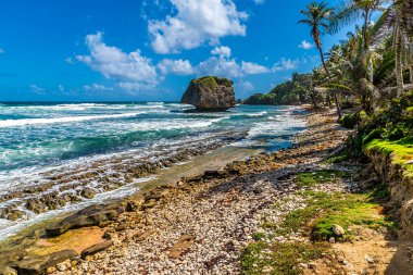 Ocak ayında Barbados 'un Atlantik kıyısındaki Bathsheba' da kayalık kıyı şeridinin doğusundaki bir manzara