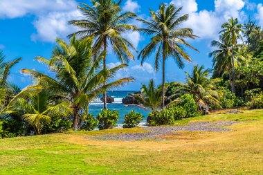 Ocak ayında Barbados 'un Atlantik kıyısındaki Bathsheba kıyı şeridindeki ağaçların yanından bir manzara