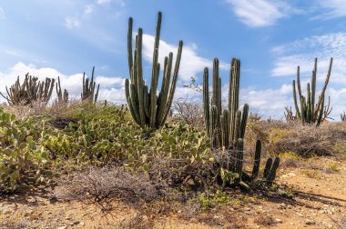 Güneşli bir günde, Aruba 'nın Atlantik kıyısındaki kuru dikenli arazide kaktüs manzarası.