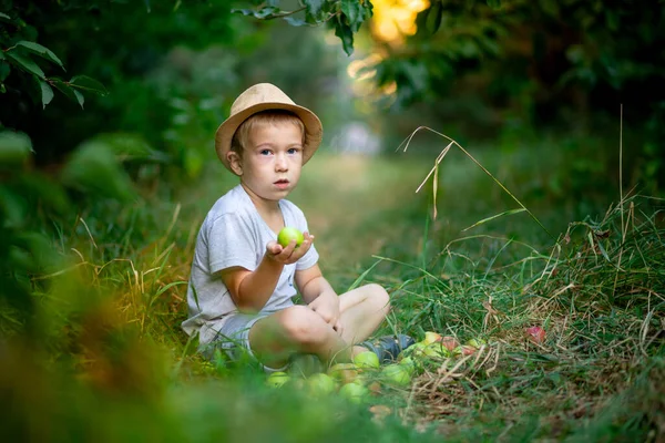 Menino Cinco Anos Está Sentado Grama Com Maçãs Jardim Com — Fotografia de Stock