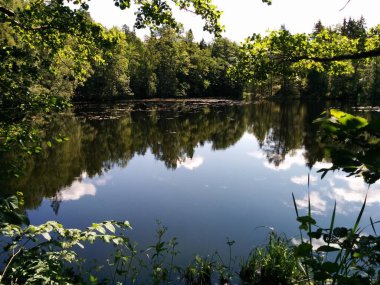 Sudaki ağaçların yansıması