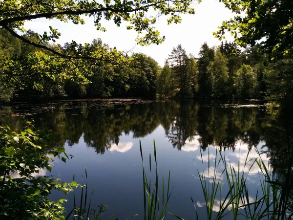 Reflectie Van Bomen Het Water — Stockfoto