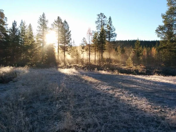 Otoño Bosque Con Sol Brillando Entre Los Árboles — Foto de Stock