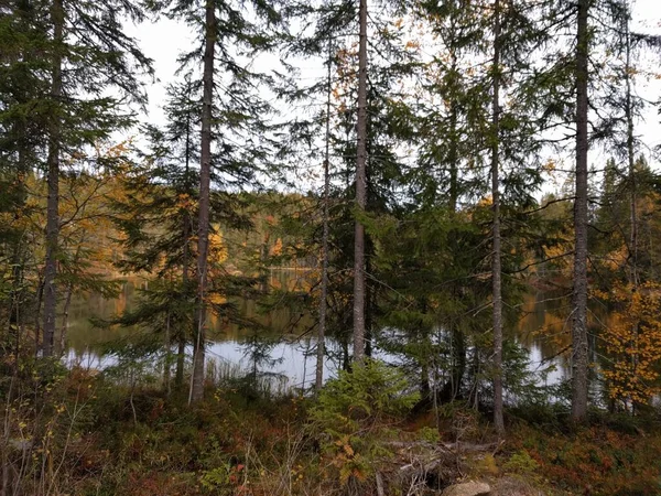 Φθινόπωρο Στο Δάσος Μια Λίμνη Πίσω Από Δέντρα — Φωτογραφία Αρχείου