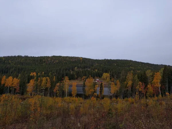山中的秋天森林 — 图库照片