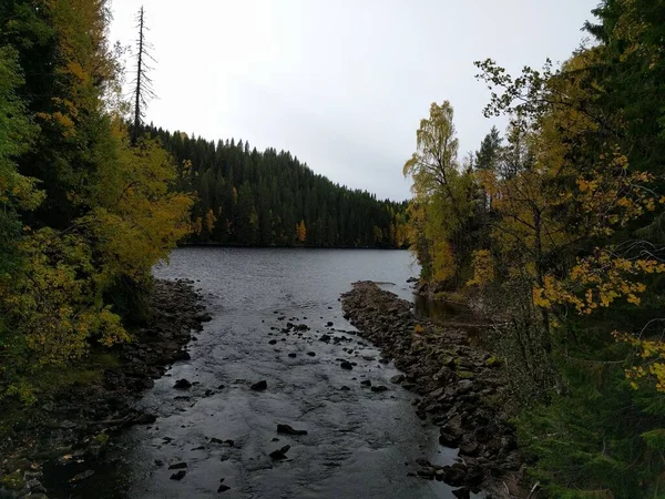 Autunno Nella Foresta Con Fiume Che Scorre Dal Lago — Foto Stock