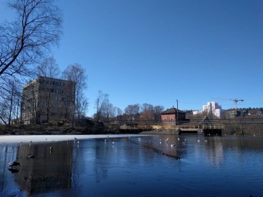 Baharda küçük bir göl ördekler yüzüyor