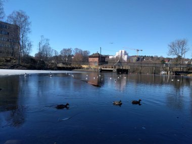 Baharda küçük bir göl ördekler yüzüyor