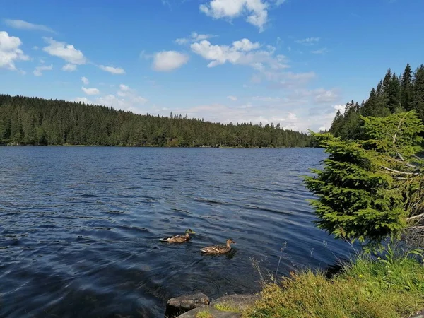 Lago Bosque Con Patos Nadando —  Fotos de Stock