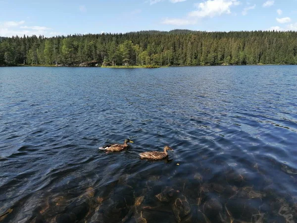 Λίμνη Στο Δάσος Πάπιες Που Κολυμπούν — Φωτογραφία Αρχείου