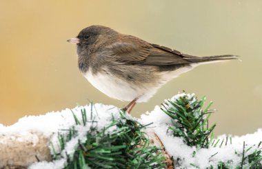 Köknar ağacının karla kaplı dalında oturan serçenin yakın çekimi