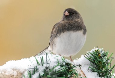 Köknar ağacının karla kaplı dalında oturan serçenin yakın çekimi