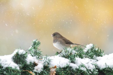 Köknar ağacının karla kaplı dalında oturan serçenin yakın çekimi
