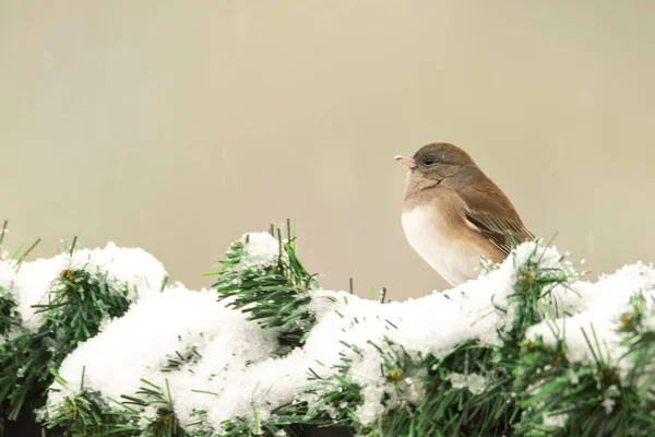 Close Van Mus Zittend Een Besneeuwde Tak Van Dennenboom — Stockfoto