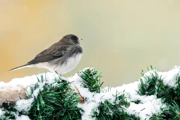 Primo Piano Passero Seduto Ramo Coperto Neve Abete — Foto Stock