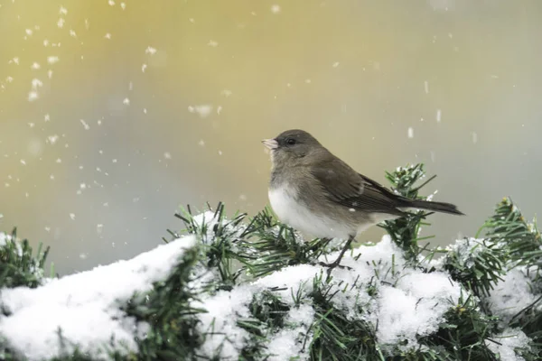 Nahaufnahme Eines Sperlings Auf Einem Schneebedeckten Tannenzweig — Stockfoto