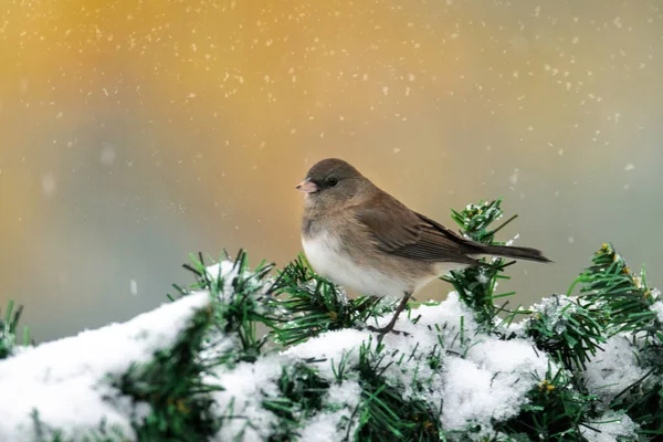 Nahaufnahme Eines Sperlings Auf Einem Schneebedeckten Tannenzweig — Stockfoto