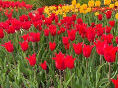 Renkli lale çiçekleri yatay fotoğrafçılık