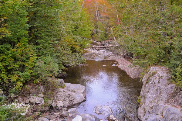 Vacker Utsikt Över Bäck Skogen — Stockfoto