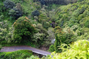 Bir sürü yeşil orman ve ağaçla dolu bir yol. Doğa ve seyahat