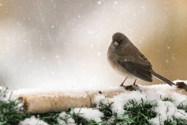 Close Van Mus Zittend Een Besneeuwde Tak Van Dennenboom — Stockfoto