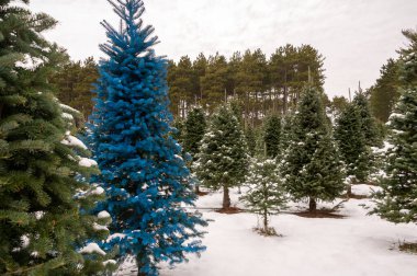 Karla kaplı bir Noel ağacı çiftliğinde balsam köknarı..