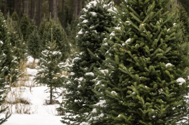 Karla kaplı bir Noel ağacı çiftliğinde balsam köknarı..