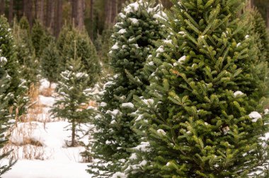 Balsam köknarı bir Noel ağacı çiftliğinde karla kaplı..