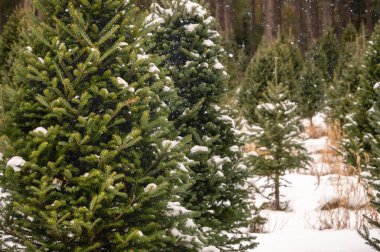 Amerika Birleşik Devletleri 'ndeki Noel Ağacı Çiftliği. Çam ağaçlarının sıraları