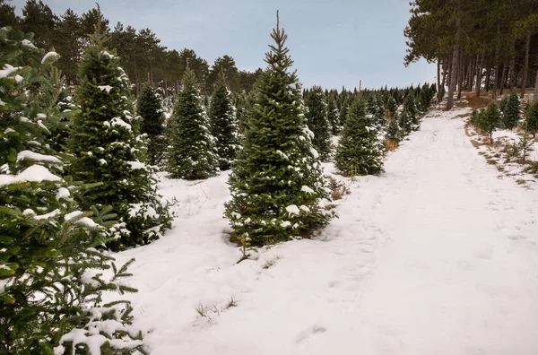 Balsam Fir Christmas Tree Farm Covered Blanket Snow — Stock Photo, Image