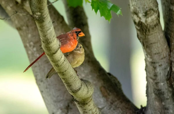 Kleine Vögel Sitzen Auf Einem Ast — Stockfoto