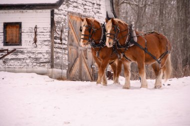 Kışın iki Clydesdale atı