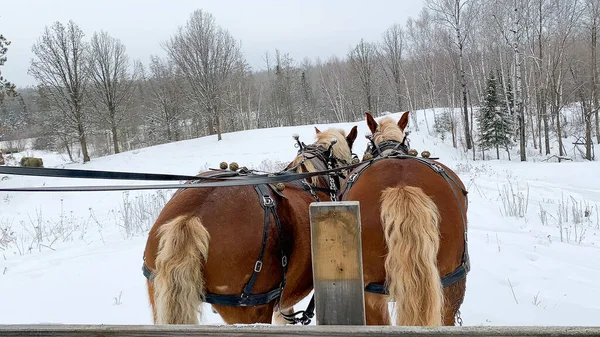 Passeio Trenó Pela Floresta Transporte Inverno Puxado Por Dois Cavalos — Fotografia de Stock
