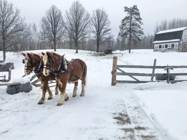 Dos Caballos Clydesdale Invierno — Foto de Stock