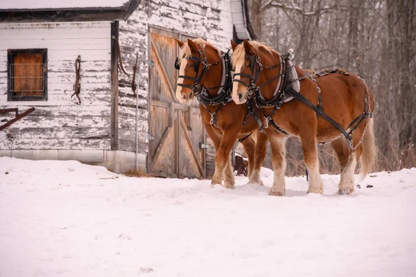 Dos Caballos Clydesdale Invierno — Foto de Stock