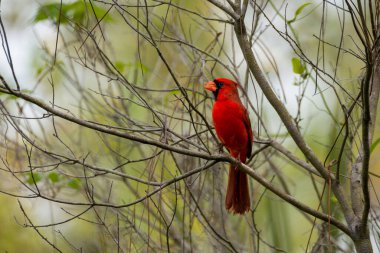 Ormandaki ağaç dalında oturan kırmızı kuş.