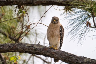 Ormandaki ağaç dalında oturan kuş.