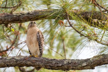 Ormandaki ağaç dalında oturan kuş.