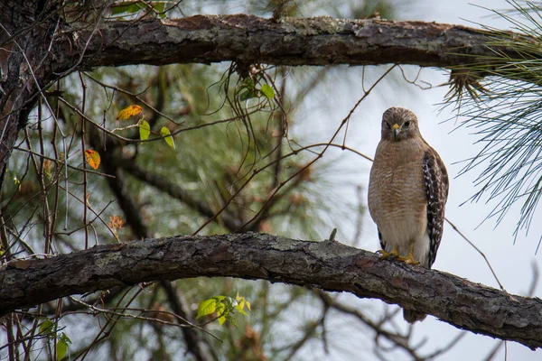 Oiseau Assis Sur Branche Arbre Dans Forêt — Photo