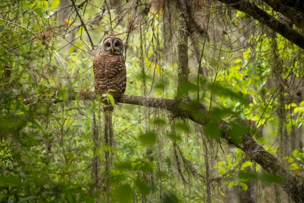 Uggla Sittande Trädgren Skogen — Stockfoto