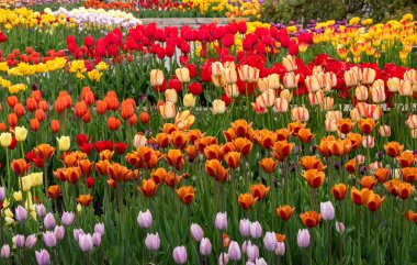 tarlada kırmızı laleler