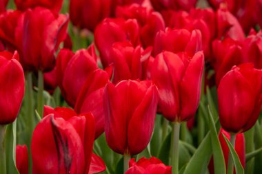 Bahçedeki kırmızı laleler