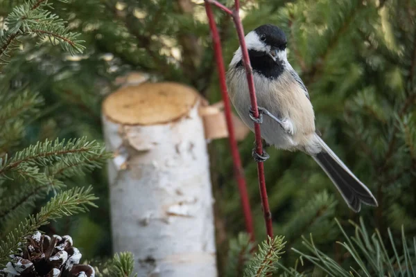 Fågel Skogen — Stockfoto