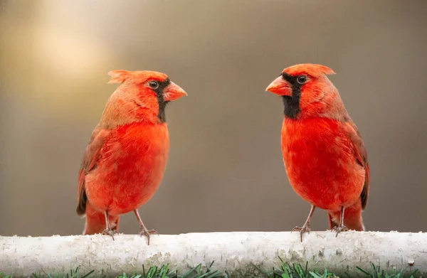 Zwei Rote Vögel Hockten Auf Zweigen — Stockfoto