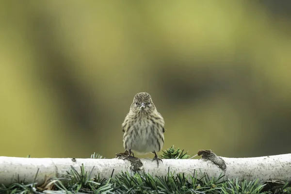 Eine Nahaufnahme Eines Sperlings Der Auf Einem Ast Sitzt — Stockfoto